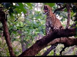 ಮಾದಪ್ಪನ ಬೆಟ್ಟಕ್ಕೆ ಪಾದಯಾತ್ರೆ ಹೋಗುವ ಭಕ್ತರೇ ಎಚ್ಚರ-  ತಾಳು ಬೆಟ್ಟದಲ್ಲಿ ಅದೇ ನರಹಂತಕ ಚಿರತೆ ಪ್ರತ್ಯಕ್ಷ