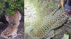 ಮಲೆ ಮಹದೇಶ್ವರ ಬೆಟ್ಟದಲ್ಲಿದ್ದ ನರಭಕ್ಷಕ ಚಿರತೆ ಸೆರೆ