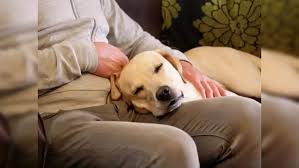 ಯಾವೆಲ್ಲಾ ಸಾಕು ಪ್ರಾಣಿಗಳನ್ನ ಸಾಕಬೇಕು ಗೊತ್ತಾ? – ಈ ತಪ್ಪುಗಳನ್ನ ಮಾಡಲೇ ಬೇಡಿ