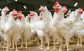 ನಾನ್ವೆಜ್ ಪ್ರಿಯರೇ ಜೇಬು ಗಟ್ಟಿಯಾಗಿದೆಯಾ? – ಚಿಕನ್, ಮಟನ್ ರೇಟ್ ಕೇಳಿದ್ರೆ ಶಾಕ್ ಆಗ್ತೀರಾ?