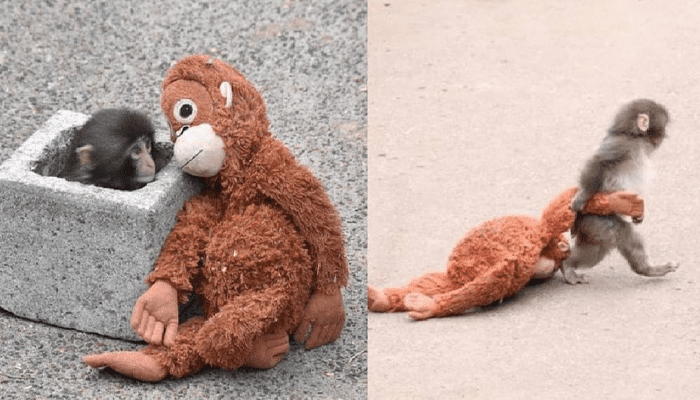 ಗೊಂಬೆಯಾದ್ರೂ ನೀನೇ ನನ್ನ ಅಮ್ಮ! – ಹೆತ್ತಮ್ಮ ದೂರ ಮಾಡಿದ್ದಕ್ಕೆ ಗೊಂಬೆಯನ್ನೇ ತಾಯಿ ಅಂದುಕೊಂಡಿರುವ ಕೋತಿ ಮರಿ!