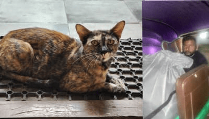 ಬೆಕ್ಕು ಕಿಡ್ನ್ಯಾಪ್‌ ಮಾಡಿದಕ್ಕೆ 9 ಜನರ ವಿರುದ್ಧ FIR! – ಕೇಸ್‌ ಕೊಟ್ಟಿದ್ಯಾರು?