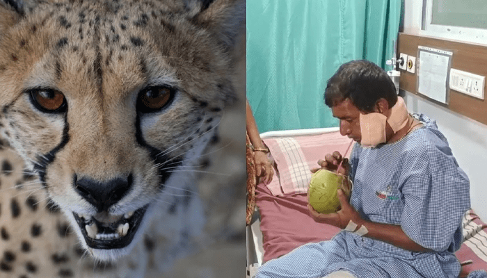 ಬನ್ನೇರುಘಟ್ಟ ಜೈವಿಕ ಉದ್ಯಾನವನದಲ್ಲಿ ಚಿರತೆ ಅಟ್ಯಾಕ್! – ಕೇಜ್‌ನಲ್ಲಿದ್ರೂ ಸಿಬ್ಬಂದಿ ಮೇಲೆ ದಾಳಿ ಮಾಡಿದ್ದು ಹೇಗೆ?