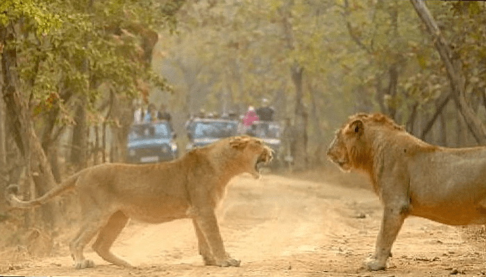 ಸಿಂಹಿಣಿ ಸಿಟ್ಟಾದ್ರೆ ಸಿಂಹನೂ ಸೈಲೆಂಟ್! – ಕಾದಾಟದಲ್ಲಿ ಸೋತ ಕಾಡಿನ ರಾಜ!