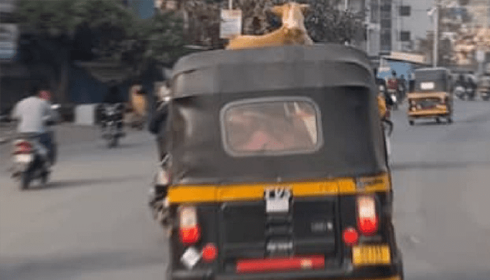 ಈ ಊರಿಗೆ ನಾನೇ ರಾಜ.. ಆಟೋ ನನ್ನ ಸಿಂಹಾಸನ!- ರಿಕ್ಷಾ ಮೇಲೆ ಸವಾರಿ ಮಾಡಿದ ನಾಯಿ!