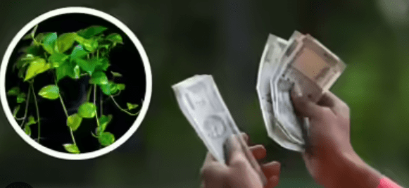 ಮನೆ ಮತ್ತು ಕುಟುಂಬದಲ್ಲಿ ನೆಮ್ಮದಿ ಬೇಕಾ – ಮನೆಯಲ್ಲಿ ಈ ಗಿಡಗಳನ್ನ ಬೆಳಸಿ