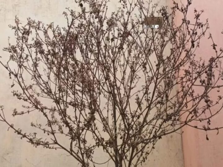 ಮನೆಯಲ್ಲಿ ತುಳಸಿ ಗಿಡ  ಒಣಗಿದ್ಯಾ – ಮೊದಲು ಈ ಕೆಲಸವನ್ನ ಮಾಡಿ