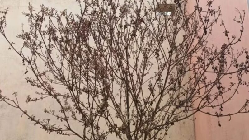 ಮನೆಯಲ್ಲಿ ತುಳಸಿ ಗಿಡ  ಒಣಗಿದ್ಯಾ – ಮೊದಲು ಈ ಕೆಲಸವನ್ನ ಮಾಡಿ