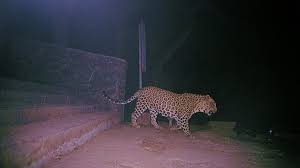 ಬೆಂಗಳೂರಿಗರೇ ಹುಷಾರ್.. – ನಿಮ್ಮ ಅಕ್ಕಪಕ್ಕದ ರಸ್ತೆಯಲ್ಲೇ ಚಿರತೆಯ ತಿರುಗಾಟ..!