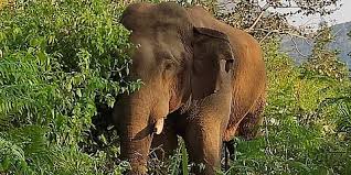 ಮೈಸೂರಿನಲ್ಲಿ ಮುಂದುವರಿದ ಕಾಡಾನೆ ಅಟ್ಟಹಾಸ –  ಕಬ್ಬಿನ ಗದ್ದೆಯಲ್ಲೇ ರೈತ ಬಲಿ