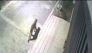 ಚಿರತೆಯ ಮನೆ ಮನೆ ತಿರುಗಾಟ – ಅಂಜನಾಪುರದ ನಿವಾಸಿಗಳಿಗೆ ಪ್ರಾಣ ಸಂಕಟ – ಅರಣ್ಯಾಧಿಕಾರಿಗಳೇ ಎಲ್ಲಿದ್ದೀರಾ?