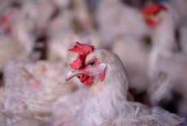 ಬ್ರೆಜಿಲಿಯನ್ ಕೋಳಿ ಭಾರತಕ್ಕೆ ಬರುತ್ತಾ?- ಸುಂಕ ಸಮಸ್ಯೆ ಇತ್ಯರ್ಥವಾದರೆ ಕೋಳಿ ಮಾಂಸದ ರುಚಿ ಸವಿಯಬಹುದು!