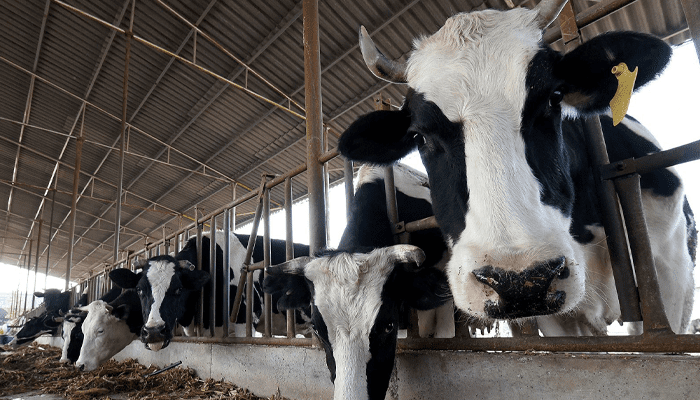 1 ಲಕ್ಷ ಲೀ. ಹಾಲು ಕೊಡುತ್ತವೆ ಈ ಹಸುಗಳು –  ಈ ಹಸುಗಳ ಸ್ಪೆಷಾಲಿಟಿ ಏನು ಗೊತ್ತಾ?