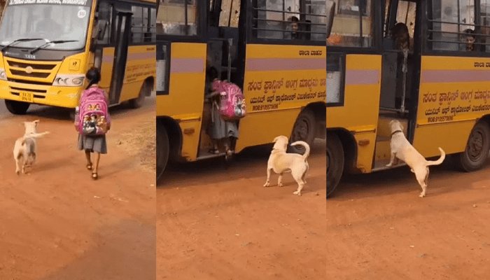 ನಿನ್ನ ರಕ್ಷಣೆಗೆ ನಾನಿದ್ದೀನಿ ಅಕ್ಕಾ.. – ಸ್ಕೂಲ್‌ಗೆ ಹೊರಟ ಬಾಲಕಿಯನ್ನ ಬಸ್‌ ಬಳಿ ಬಿಟ್ಟು ಬಂದ ಶ್ವಾನ!