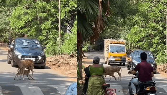 ರಸ್ತೆ ಮಧ್ಯೆಯೇ ಮರಿಗೆ ಹಾಲುಣಿಸಿದ ಜಿಂಕೆ! – ಹೃದಯಸ್ಪರ್ಶಿ ಕ್ಷಣಕ್ಕೆ ಸ್ತಬ್ಧವಾಯ್ತು ಟ್ರಾಫಿಕ್!