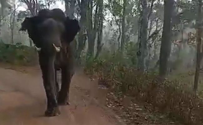 ಕೊಡಗಿನಲ್ಲಿ ಕಾಡಾನೆಗಳ ಅಟ್ಟಹಾಸ – ಗ್ರಾಮ ಪಂಚಾಯತ್​​ ಮಾಜಿ ಸದಸ್ಯೆಯೇ ಸಾವು