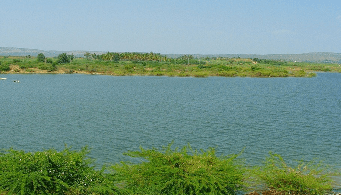 ಕೃಷ್ಣಾ ನದಿಯಲ್ಲಿ ಕುರಿಗಾಹಿ ಮೇಲೆ ಮೊಸಳೆ ಅಟ್ಯಾಕ್!‌ – ಅಯ್ಯೋ.. ವ್ಯಕ್ತಿಯ ಬಲಗೈ ಕಟ್!