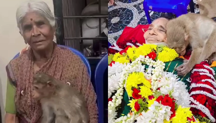 ಅನ್ನ ಕೊಟ್ಟ ಕೈ ಇನ್ನಿಲ್ಲ.. – ಅಜ್ಜಿ ಮೃತದೇಹ ಹಿಡಿದು ಕಣ್ಣೀರು ಹಾಕಿದ ಕೋತಿ!