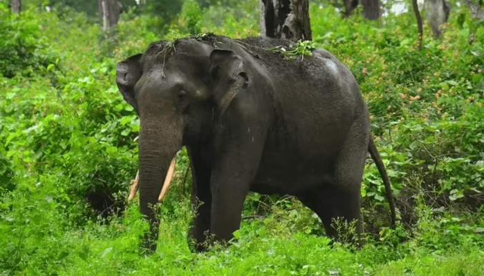 ಕೊಡಗಿನಲ್ಲಿ ಕಾಡಾನೆ ದಾಳಿಗೆ ಮತ್ತೊಂದು ಬಲಿ! – ಕಾಫಿ ಬೆಳೆಗಾರನನ್ನು ತುಳಿದು ಕೊಂದ ಆನೆ