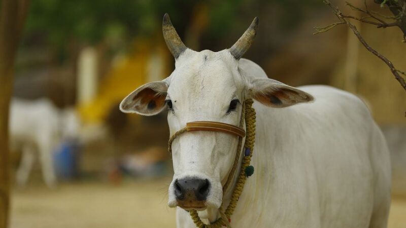 ಹಿಂದೂಗಳು ಇದೊಂದು ದಾನ ಮಾಡಿದ್ರೆ ಸಾಕು –  ಮೋಕ್ಷದ ಕಾಲದಲ್ಲಿ ಸಿಗುತ್ತೆ ಪುಣ್ಯ