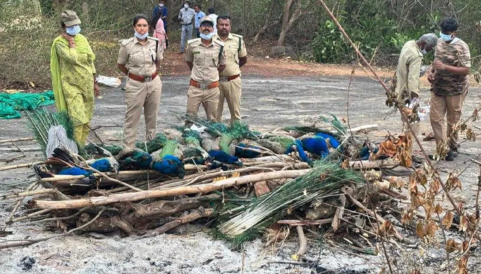 ಕಲ್ಪತರು ನಾಡಿನಲ್ಲಿ ಮುಂದುವರೆದ ನವಿಲುಗಳ ಸರಣಿ ಸಾವು! – 1 ತಿಂಗಳಲ್ಲಿ 60 ನವಿಲುಗಳು ಹಕ್ಕಿ ಜ್ವರಕ್ಕೆ ಬಲಿ!