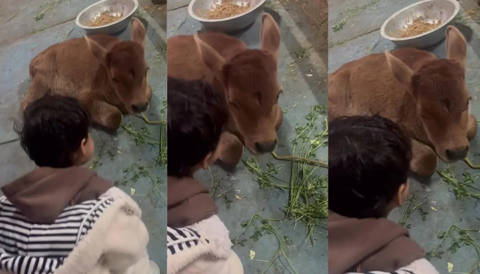 Whats Is Your Name? – ಕರುವಿನ ಜೊತೆ ಮುದ್ದು ಕಂದನ ಸಂಭಾಷಣೆ!