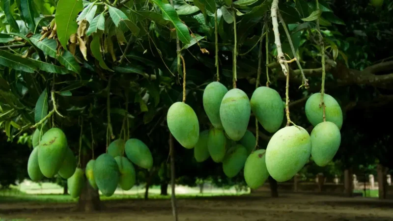 ತೋತಾಪುರಿ ಮಾವಿಗೆ ಕೇಂದ್ರದ ಸಹಾಯಧನ – ಕರ್ನಾಟಕ ಮಾವು  ಬೆಳೆಗಾರರ ಸಂಕಷ್ಟ ನೀಗುತ್ತಾ?