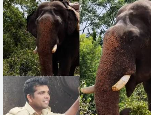 ಮರದ ದಿಮ್ಮಿ ಸಾಗಿಸುವ ವೇಳೆ  ದಂತ ಮುರಿದುಕೊಂಡ ಅಭಿಮನ್ಯು