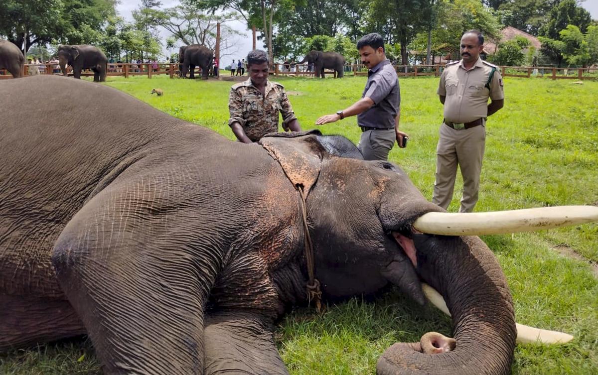 ದಸರಾ ಗಜಪಡೆಗೆ ಇಸಿಜಿ ಟೆಸ್ಟ್ –ಇತಿಹಾಸದಲ್ಲೇ ಇದೇ ಮೊದಲ ಬಾರಿ ಆನೆಗಳ ಹೃದಯ ತಪಾಸಣೆ
