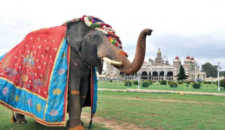 ಅಭಿಮಾನಿಗಳಿಗಾಗಿ ಮತ್ತೆ ಬಂದ ಅಭಿಮನ್ಯು – ದಸರಾಗೆ ನಿಶಾನೆ ಆನೆಯಾಗಿ ಅಭಿಮನ್ಯು ಆಯ್ಕೆ