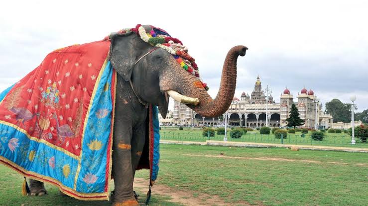 ಅಭಿಮಾನಿಗಳಿಗಾಗಿ ಮತ್ತೆ ಬಂದ ಅಭಿಮನ್ಯು – ದಸರಾಗೆ ನಿಶಾನೆ ಆನೆಯಾಗಿ ಅಭಿಮನ್ಯು ಆಯ್ಕೆ