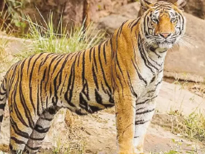 ಚಾಮರಾಜನಗರದಲ್ಲಿ ಹುಲಿ ಅಟ್ಟಹಾಸ! – ರೈತನನ್ನು ಕೊ*ದು ದೇಹದ ಭಾಗ ತಿಂದು ಹಾಕಿದ ವ್ಯಾಘ್ರ!