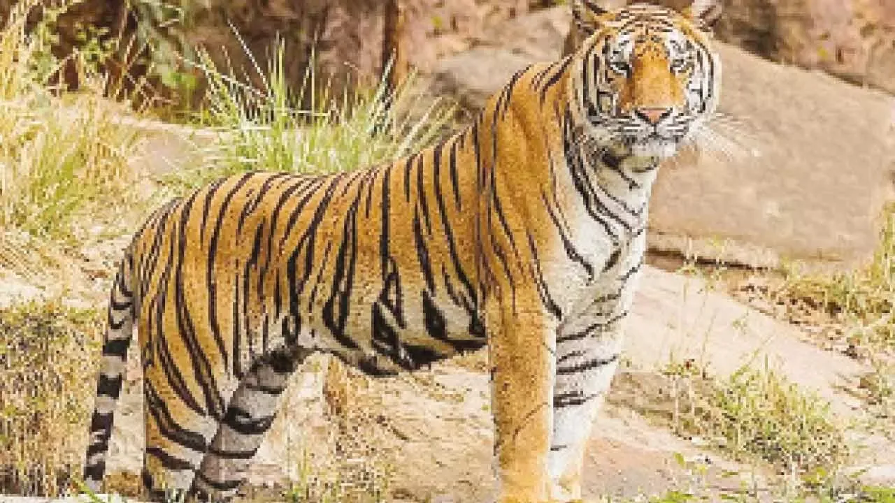 ಚಾಮರಾಜನಗರದಲ್ಲಿ ಹುಲಿ ಅಟ್ಟಹಾಸ! – ರೈತನನ್ನು ಕೊ*ದು ದೇಹದ ಭಾಗ ತಿಂದು ಹಾಕಿದ ವ್ಯಾಘ್ರ!