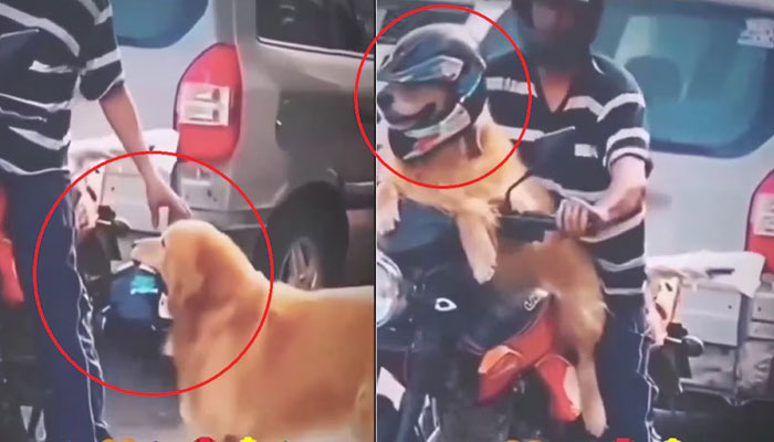 ನನ್ನ ಬಳಿಯೂ ಹೆಲ್ಮೆಟ್‌ ಇದೆ.. – ಹೆಲ್ಮೆಟ್‌ ಧರಿಸಿ ಮಾಲೀಕನೊಂದಿಗೆ ಬೈಕ್‌ ರೈಡ್‌ ಮಾಡಿದ ಶ್ವಾನ!