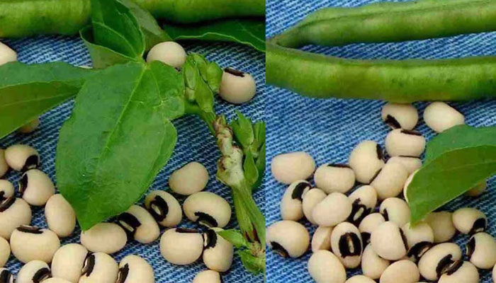 ಮೂಳೆಯ ಆರೋಗ್ಯಕ್ಕೆ ಈ ತರಕಾರಿ ಬೆಸ್ಟ್!‌ – ಈ ಸೂಪರ್‌ ಫುಡ್‌ ಬಗ್ಗೆ ನಿಮಗೆ ಗೊತ್ತಾ?