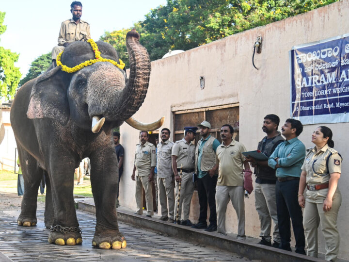 ಅಂಬಾರಿ ಹೊರುವ ಆನೆ ಯಾರು ಅನ್ನೋ ಕುತೂಹಲಕ್ಕೆ ತೆರೆ –  ಚಿನ್ನದ ಅಂಬಾರಿ  ಪ್ರಶಾಂತ್  ಹೆಗಲಿಗೆ