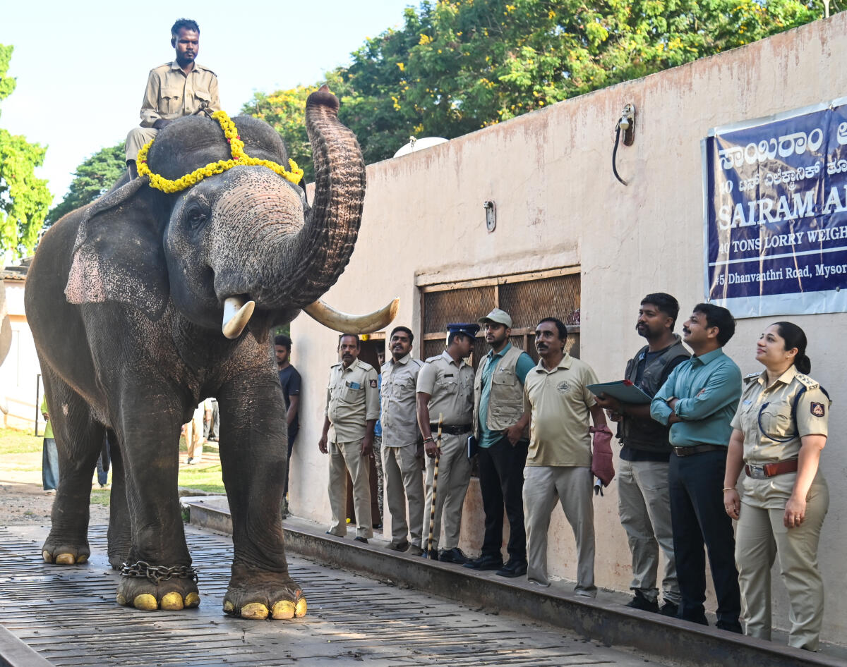 ಅಂಬಾರಿ ಹೊರುವ ಆನೆ ಯಾರು ಅನ್ನೋ ಕುತೂಹಲಕ್ಕೆ ತೆರೆ –  ಚಿನ್ನದ ಅಂಬಾರಿ  ಪ್ರಶಾಂತ್  ಹೆಗಲಿಗೆ